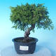 Odkryty bonsai - Juniperus chinensis ITOIGAWA - chiński jałowiec - 1/6