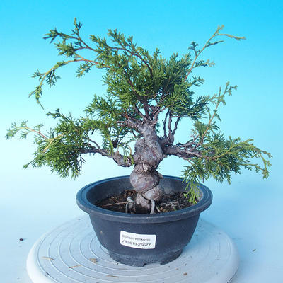 Odkryty bonsai - Juniperus chinensis ITOIGAWA - chiński jałowiec - 1