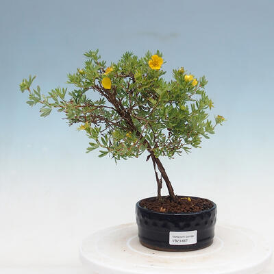 Outdoor bonsai-Pięciolistnik - Potentilla fruticosa Goldfinger - 1