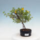 Outdoor bonsai-Pięciolistnik - Potentilla fruticosa Goldfinger - 1/2