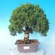 Odkryty bonsai - Juniperus chinensis ITOIGAWA - chiński jałowiec - 1/6