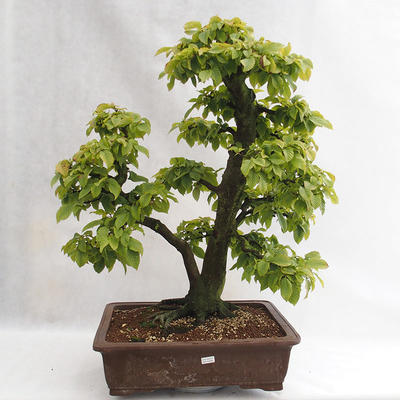 Outdoor bonsai - Grab - Carpinus betulus VB2019-26689 - 1