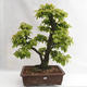 Outdoor bonsai - Grab - Carpinus betulus VB2019-26689 - 1/5