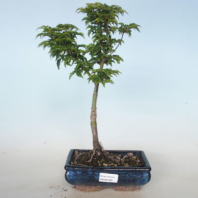 Outdoor bonsai - Acer palmatum SHISHIGASHIRA- Klon drobnolistny VB2020-668 - 1