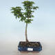 Outdoor bonsai - Acer palmatum SHISHIGASHIRA- Klon drobnolistny VB2020-668 - 1/3