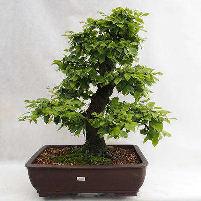 Outdoor bonsai - Grab - Carpinus betulus VB2019-26690 - 1