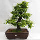 Outdoor bonsai - Grab - Carpinus betulus VB2019-26690 - 1/5