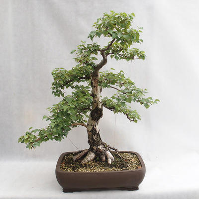 Outdoor bonsai - Betula verrucosa - brzoza srebrna VB2019-26695 - 1