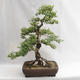 Outdoor bonsai - Betula verrucosa - brzoza srebrna VB2019-26695 - 1/5