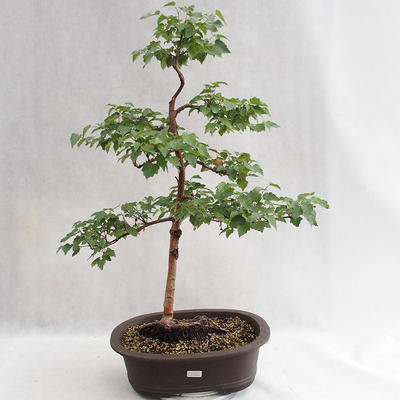 Outdoor bonsai - Betula verrucosa - brzoza srebrna VB2019-26696 - 1