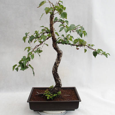Outdoor bonsai - Betula verrucosa - brzoza srebrna VB2019-26697 - 1