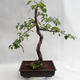 Outdoor bonsai - Betula verrucosa - brzoza srebrna VB2019-26697 - 1/5