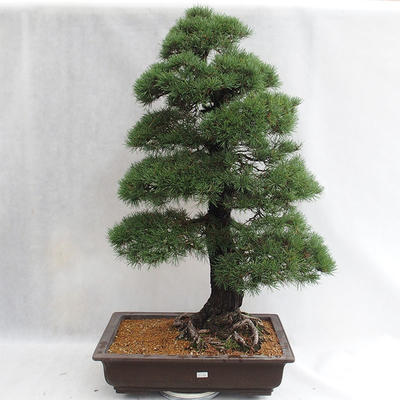 Outdoor bonsai - Pinus sylvestris - sosna zwyczajna VB2019-26699 - 1