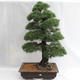 Outdoor bonsai - Pinus sylvestris - sosna zwyczajna VB2019-26699 - 1/6