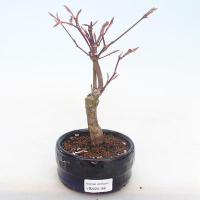 Outdoor bonsai - dłoń Acer. Atropurpureum-klon japoński czerwony - 1