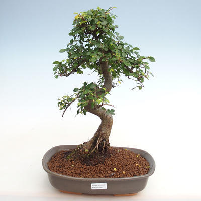 Kryty bonsai - Ulmus parvifolia - Wiąz drobnolistny PB2201266 - 1