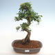 Kryty bonsai - Ulmus parvifolia - Wiąz drobnolistny PB2201266 - 1/3