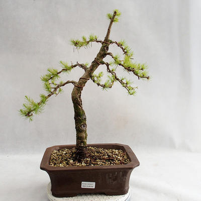 Outdoor bonsai - Larix decidua - Modrzew europejski VB2019-26702 - 1