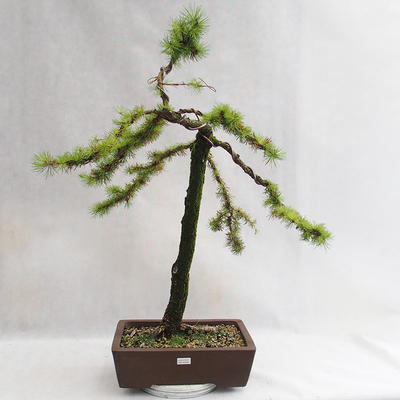 Outdoor bonsai - Larix decidua - Modrzew europejski VB2019-26704 - 1