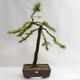 Outdoor bonsai - Larix decidua - Modrzew europejski VB2019-26704 - 1/5