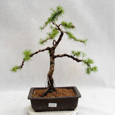 Outdoor bonsai - Larix decidua - modrzew europejski VB2019-26707 - 1