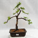 Outdoor bonsai - Larix decidua - modrzew europejski VB2019-26707 - 1/5