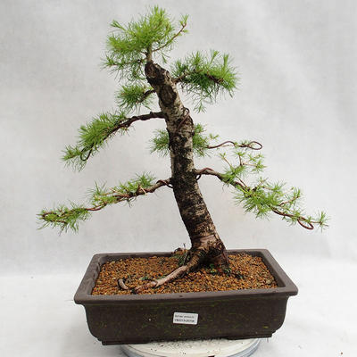 Outdoor bonsai - Larix decidua - modrzew europejski VB2019-26708 - 1