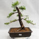 Outdoor bonsai - Larix decidua - modrzew europejski VB2019-26708 - 1/5