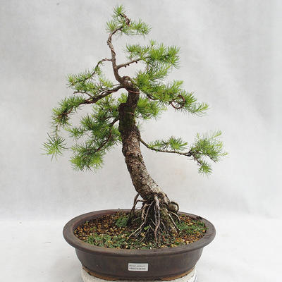 Outdoor bonsai - Larix decidua - Modrzew europejski VB2019-26709 - 1
