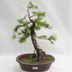 Outdoor bonsai - Larix decidua - Modrzew europejski VB2019-26709 - 1/5