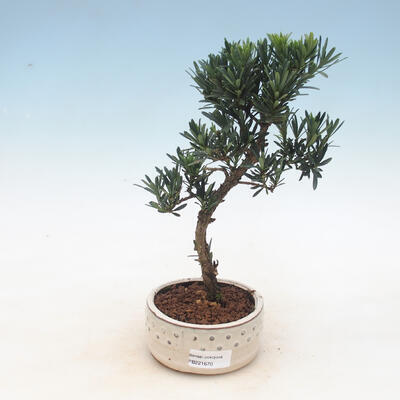 Kryty bonsai - Podocarpus - Kamień tys - 1