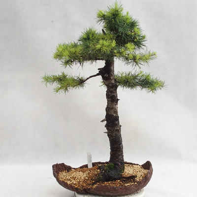 Outdoor bonsai - Larix decidua - Modrzew europejski VB2019-26710 - 1