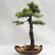 Outdoor bonsai - Larix decidua - Modrzew europejski VB2019-26710 - 1/5