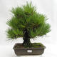 Outdoor bonsai - Pinus thunbergii Corticosa - sosna Thunberga VB2019-26712 - 1/5