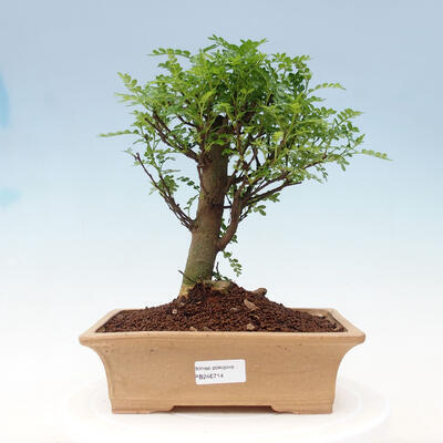 Kryty bonsai - Zantoxylum piperitum - drzewo pieprzowe - 1