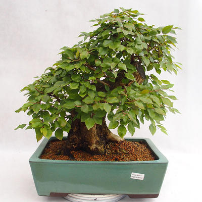 Outdoor bonsai - koreański grab - Carpinus carpinoides VB2019-26715 - 1