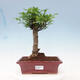 Kryty bonsai - Zantoxylum piperitum - drzewo pieprzowe - 1/4