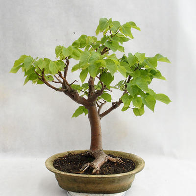 Outdoor bonsai - Wapno w kształcie serca - Tilia cordata 404-VB2019-26717 - 1