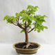 Outdoor bonsai - Wapno w kształcie serca - Tilia cordata 404-VB2019-26717 - 1/5