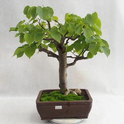 Outdoor bonsai - Wapno w kształcie serca - Tilia cordata 404-VB2019-26718 - 1