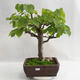 Outdoor bonsai - Wapno w kształcie serca - Tilia cordata 404-VB2019-26718 - 1/5