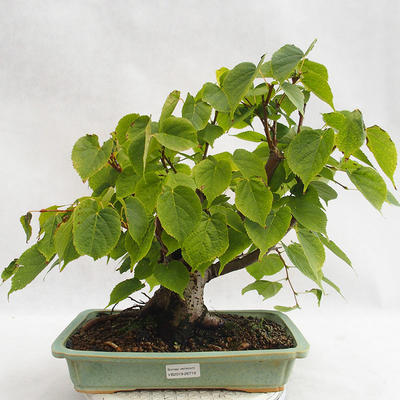 Outdoor bonsai - Wapno w kształcie serca - Tilia cordata 404-VB2019-26719 - 1
