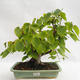 Outdoor bonsai - Wapno w kształcie serca - Tilia cordata 404-VB2019-26719 - 1/5