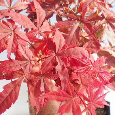 Outdoor bonsai - dłoń Acer. Atropurpureum-klon japoński czerwony 408-VB2019-26725 - 1