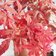 Outdoor bonsai - dłoń Acer. Atropurpureum-klon japoński czerwony 408-VB2019-26725 - 1/2