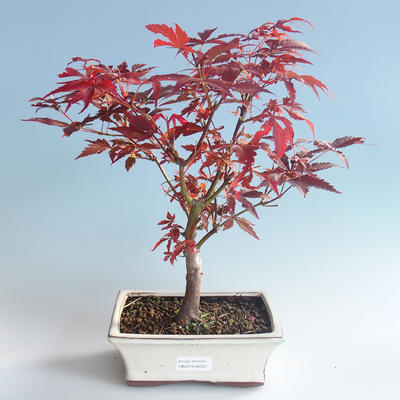 Outdoor bonsai - dłoń Acer. Atropurpureum-klon japoński 408-VB2019-26727 - 1