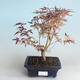 Outdoor Bonsai - Klon japoński Acer palmatum Butterfly 408-VB2019-26729 - 1/2