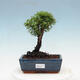 Outdoor bonsai-Pięciolistnik - Potentilla fruticosa Goldfinger - 1/2