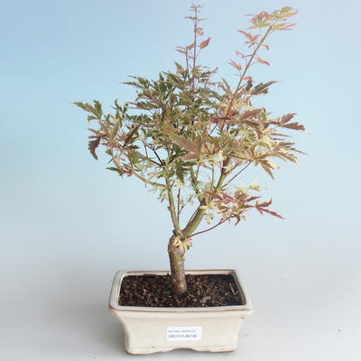 Outdoor Bonsai - Klon japoński Acer palmatum Butterfly 408-VB2019-26730 - 1