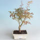 Outdoor Bonsai - Klon japoński Acer palmatum Butterfly 408-VB2019-26730 - 1/2
